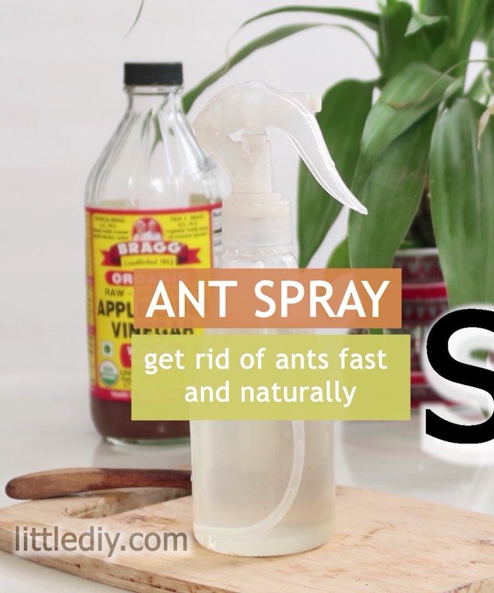 how to get rid of ants