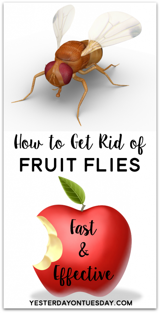 how to get rid of fruit flies