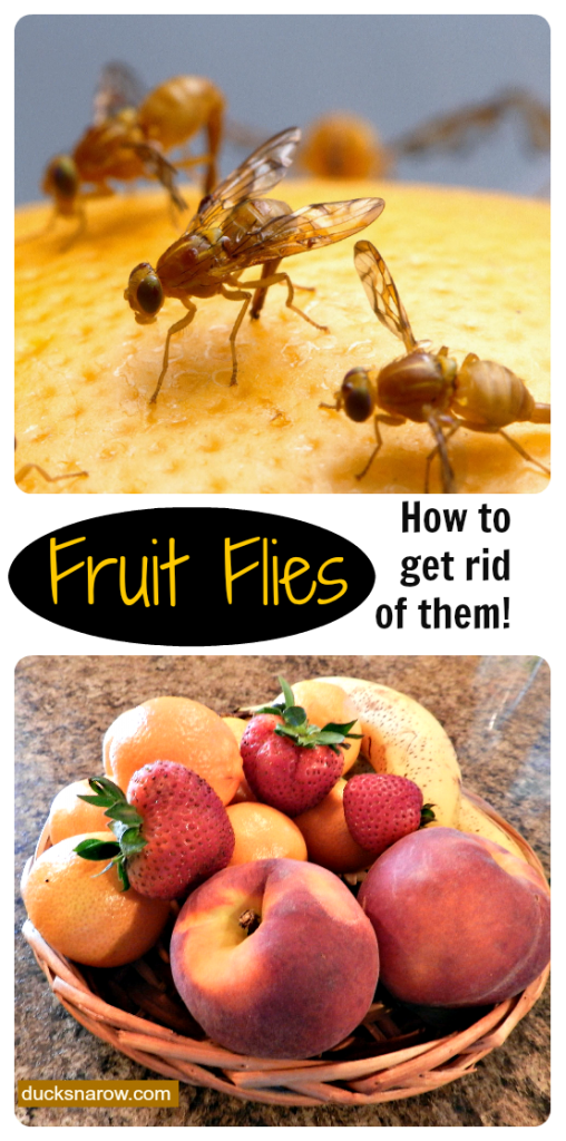 how to get rid of fruit flies