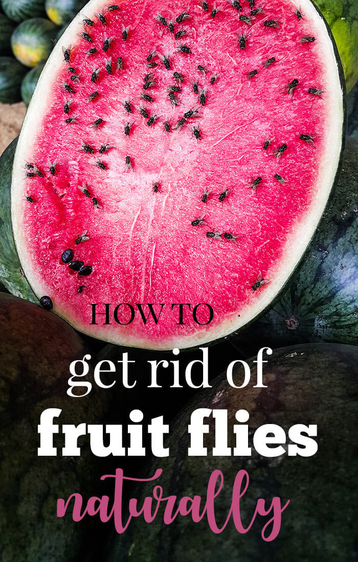 how to get rid of fruit flies